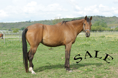 Haras_de_Monlau