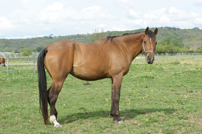 Haras_de_Monlau