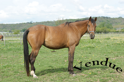 Haras_de_Monlau
