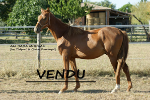 cliquer_pour_agrandir