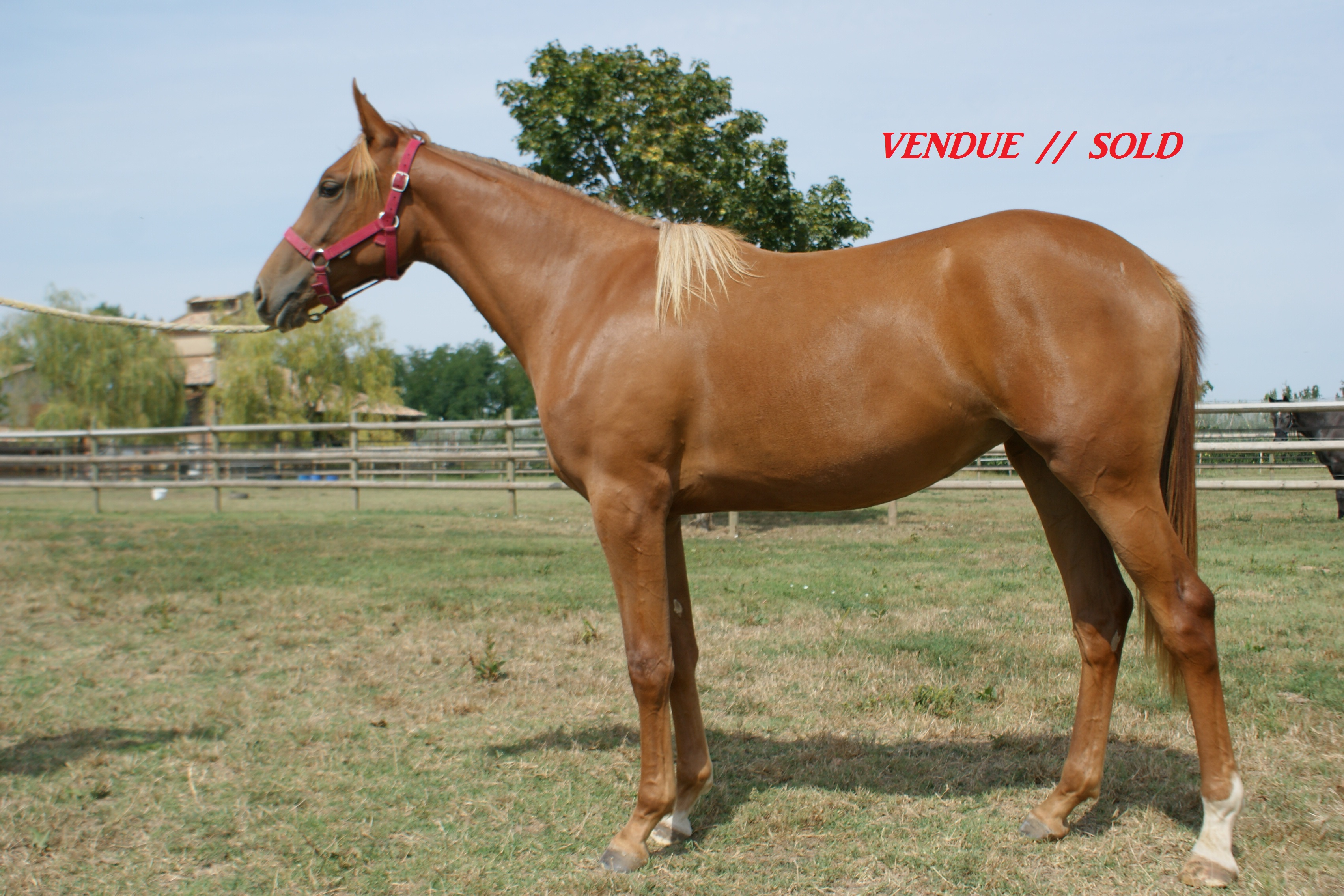 cliquer_pour_voir_photos